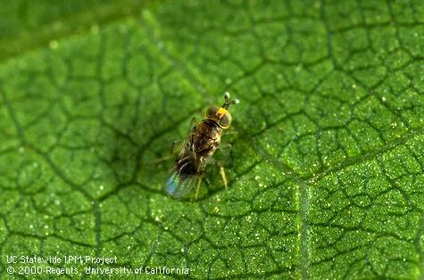 Parasite of grape mealybug.