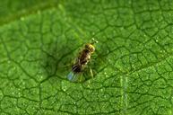 Grape mealybug parasite, Pseudaphycs angelicus