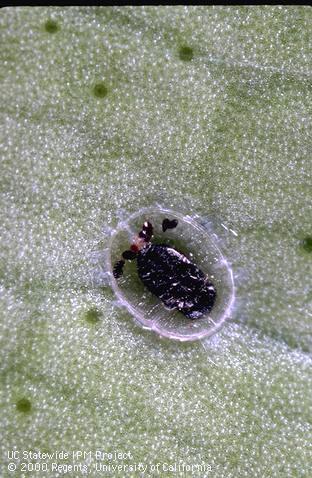 Pupa of bayberry whitefly, <i>Parabemisia myricae</i>, containing pupa of an <i>Encarsia</i> sp. parasitic wasp that killed the whitefly.