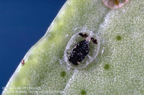 4th instar bayberry whitefly.