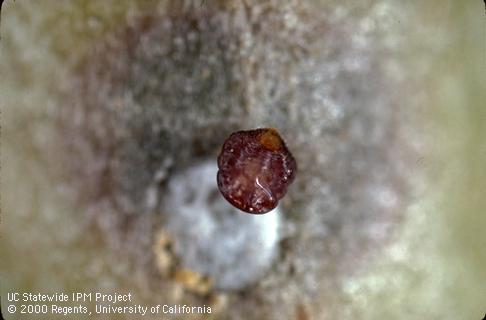 Body of female olive scale, <i>Parlatoria oleae</i>, with its cover removed.