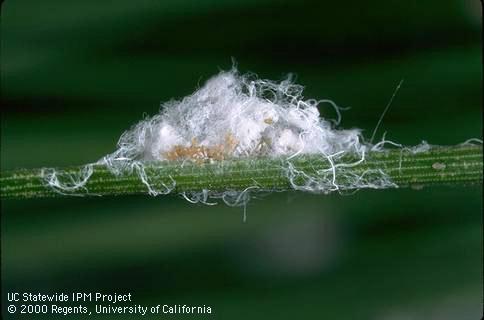 Egg mass of pine needle adelgid, <i>Pineus pinifoliae</i>, on a pine needle.