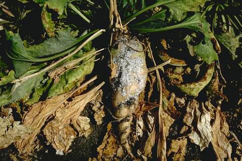 Crop damage by sugarbeet root aphid.