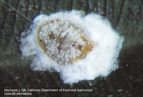 Adult female green shield scale, <i>Pulvinaria psidii</i>, and her waxy egg mass.