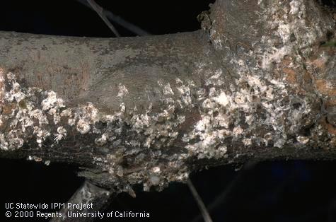 Pale wax from egg sacs of green shield scale, <i>Pulvinaria psidii</i>, that remain on bark long after the scales have died.