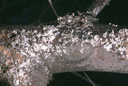 Persistent wax of old egg masses of green shield scale.