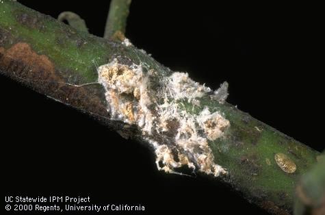 Old (weathered), waxy, egg masses of green shield scale, <i>Pulvinaria psidii</i>.