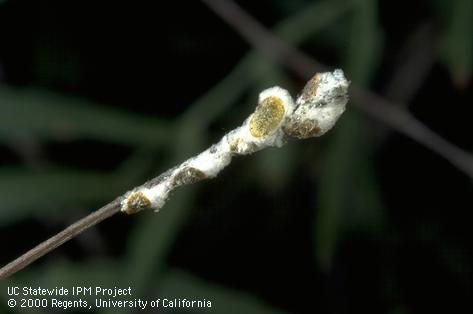 Female green shield scales, <i>Pulvinaria psidii</i>, and their flocculent egg masses on a twig.