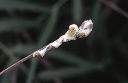 Adult female green shield scales and their cottony egg sacs.