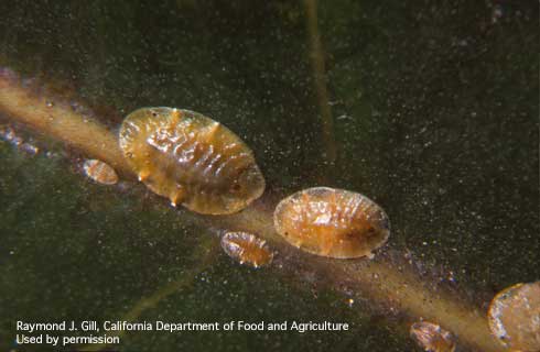 First and second instar (nymphs) of green shield scale, <i>Pulvinaria psidii</i>.