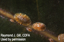 First and second instar green shield scales.