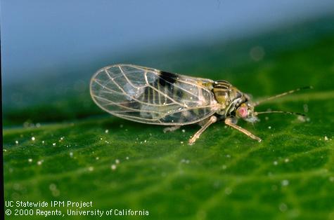 Adult pear psylla, <i>Cacopsylla</i> (=<i>Psylla</i>) <i>pyricola</i>.