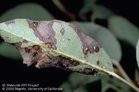 Leaves that are blackened and fouled by honeydew are characteristics of the presence of pear psylla, <i>Cacopsylla</i> (=<i>Psylla</i>) <i>pyricola</i>.