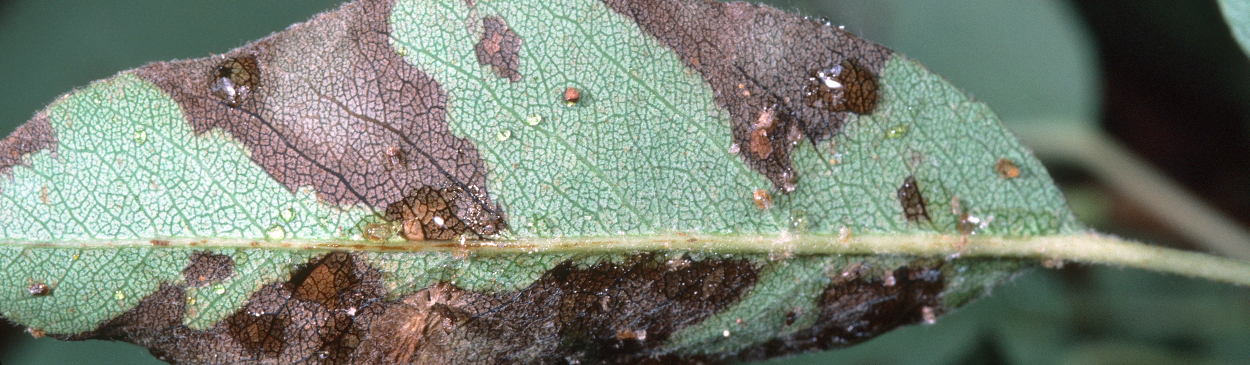 Blackening of foliage and presence of honeydew typify a pear psylla infestation.