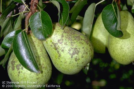 Honeydew excreted by pear psylla, <i>Cacopsylla</i> (=<i>Psylla</i>) <i>pyricola</i>, fouled the surface of these pear fruit and induced the growth of blackish sooty mold. 