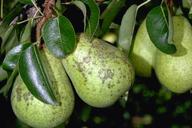 Pear psylla damage