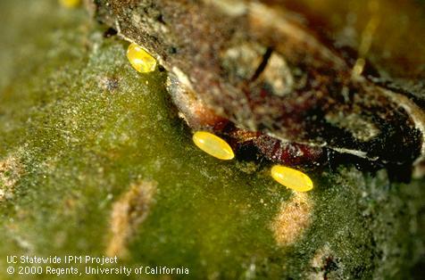 Eggs of pear psylla, <i>Cacopsylla</i> (=<i>Psylla</i>) <i>pyricola</i>.