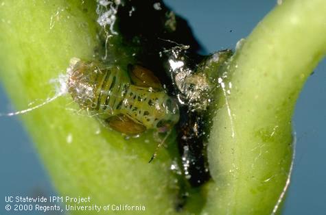 Nymph of pear psylla, <i>Cacopsylla</i> (=<i>Psylla</i>) <i>pyricola</i>.