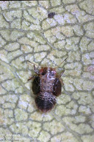 Fifth instar (nymph) of pear psylla, <i>Cacopsylla</i> (=<i>Psylla</i>) <i>pyricola</i>.