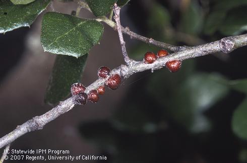 Adult female oak lecanium scales, <i>Parthenolecanium quercifex.</i>.