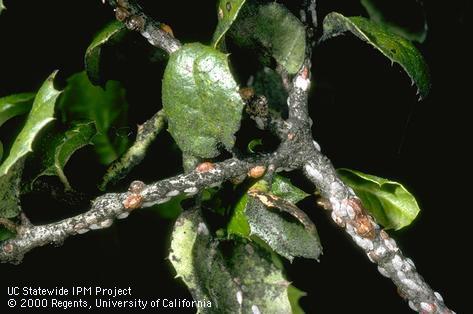 Adult oak lecanium scale females and male cocoons.