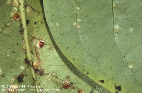 Deltoid-shaped females and translucent nymphs of pyriform scale, <I>Protopulvinaria pyriformis.</I> .