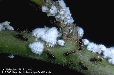 Colony of woolly aphids, <I>Prociphilus</I> sp., being tended by ants, <I>Prenolepis imparis.</I>.