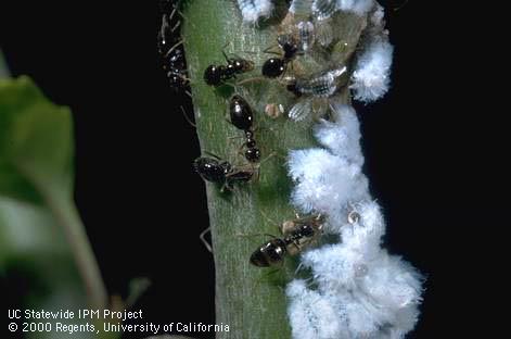 Colony of woolly aphids, <i>Prociphilus</i> sp., being tended by false honey ants or winter ants, <i>Prenolepis imparis.</i>.