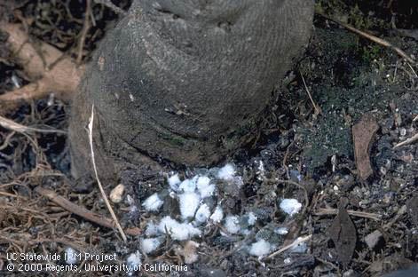 Colony of woolly aphids, <I>Prociphilus</I> sp., on shallow roots.