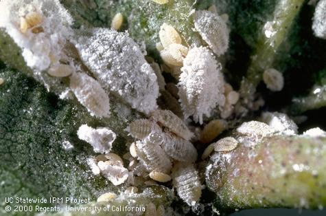 Adult mealybug.