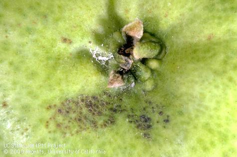 Crop damaged by mealybug.