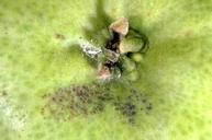 Mealybugs damage