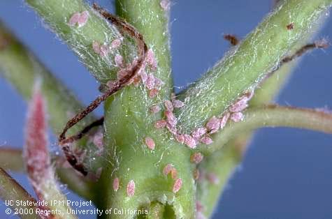 Colony of mealybugs.