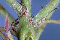 Mealybug