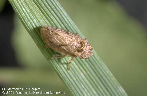 Adult meadow spittlebug, <I>Philaenus spumarius.</I>  .