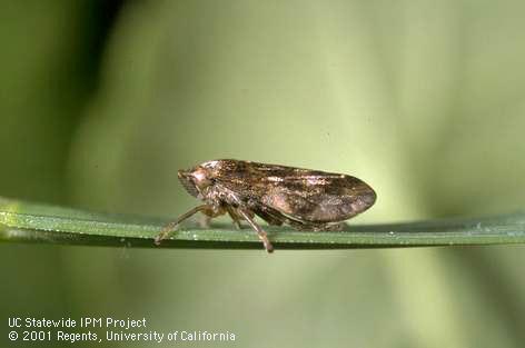 The meadow spittlebug, <I>Philaenus spumarius,</I> and all other spittlebugs have a circlet of spines at the distal end of the hind tibia.