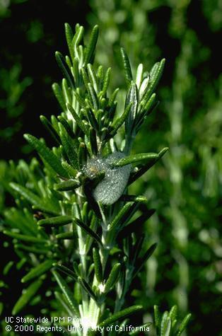 Crop damaged by meadow spittlebug.