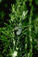 Spittle bugs on rosemary.