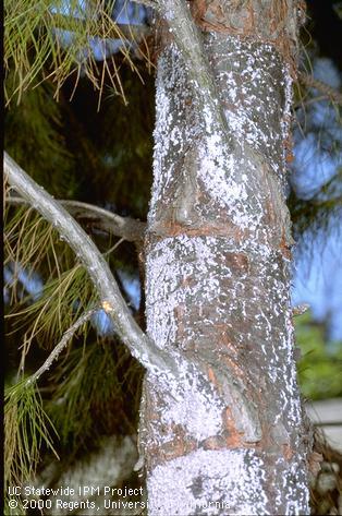 White, wax-covered bodies of pine bark adelgids, <i>Pineus strobi</i>, on trunk of a pine tree.