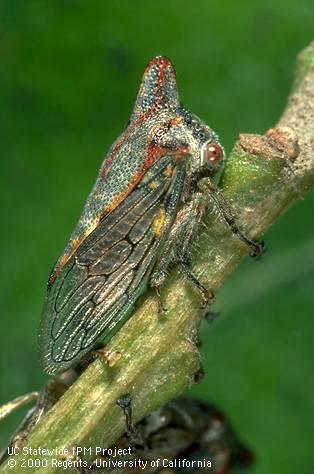 Adult oak treehopper.