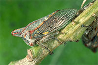 Treehopper