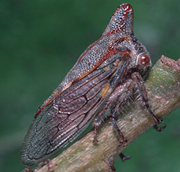 Adult oak treehopper.