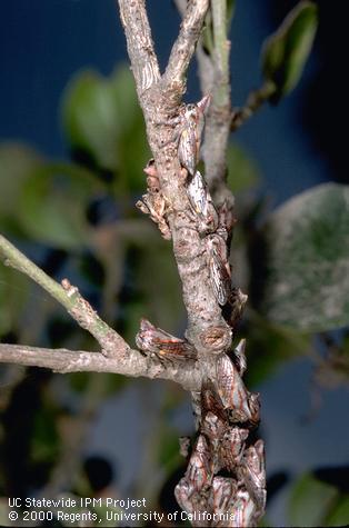 Adult oak treehoppers, <i>Platycotis vittata</i>, and punctured, rough bark from their egg laying on coast live oak.