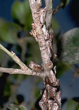 Adult oak treehoppers and egg laying wounds that caused roughened bark.