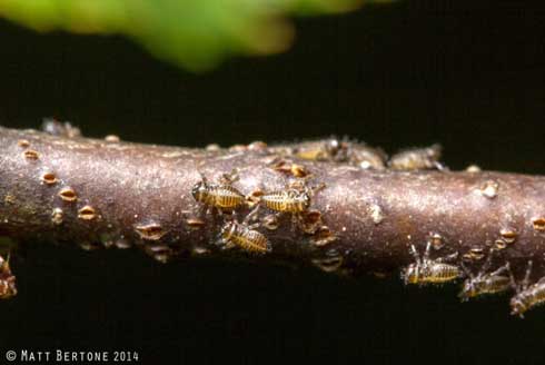 First instar (nymphs) of oak treehopper, <i>Platycotis vittata</i>.