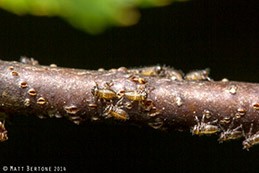 First instar (nymphs) of oak treehopper.