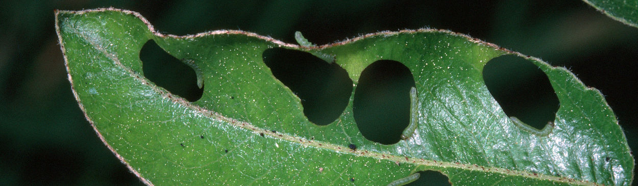 Larvae of California pear sawfly, Pristiphora abbreviata, feeding at the edges of holes in a pear leaf.