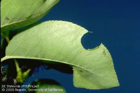 A half-moon-shaped hole chewed by a larva of California pear sawfly, <i>Pristiphora abbreviata.</i> The larva is shown, but is easily overlooked because it often feeds with its body aligned along the hole edge.