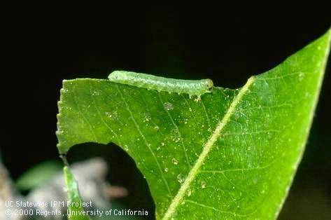 Larva of the California pear sawfly, <i>Pristiphora abbreviata,</i> a type of wasp (Hymenoptera). Six or more pairs of abdominal prolegs (fleshy stubs, or leglike appendages) distinguish the larvae of sawflies that feed openly on foliage from true caterpillars, which are larvae of butterflies and moths (Lepidoptera).