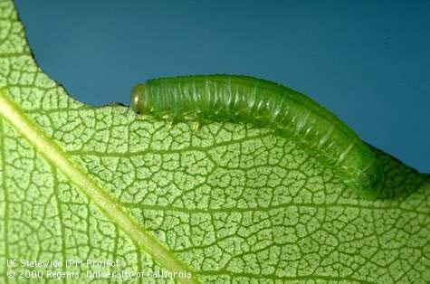 Larva of California pear sawfly, <i>Pristiphora abbreviata.</i>.